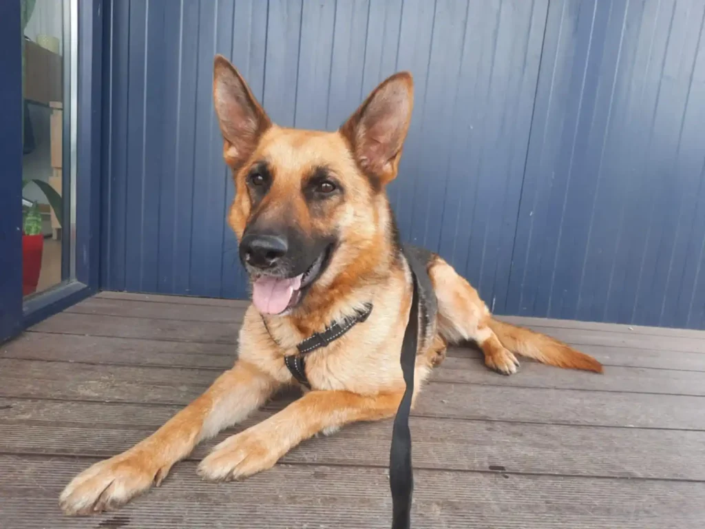 Bella