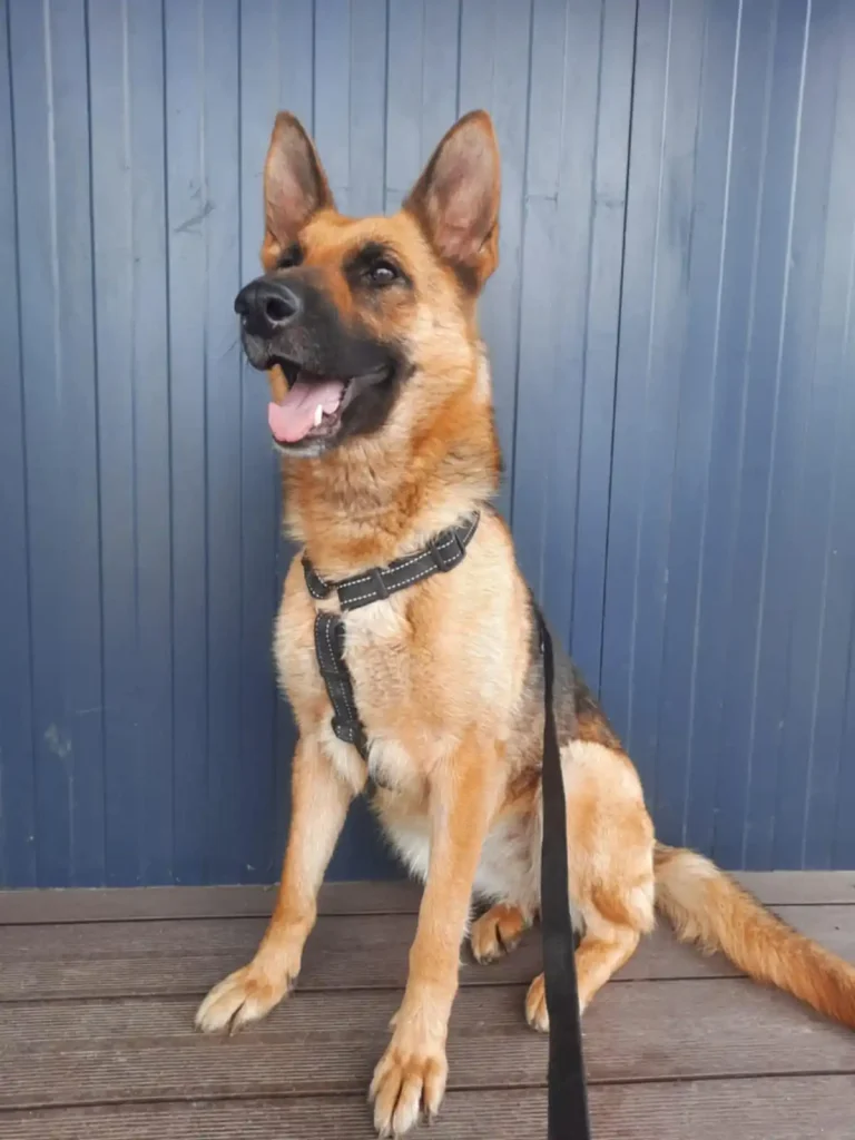 Bella