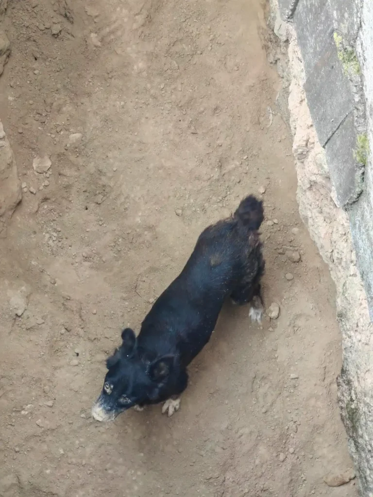 Mura
