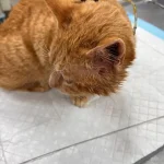 Pufi