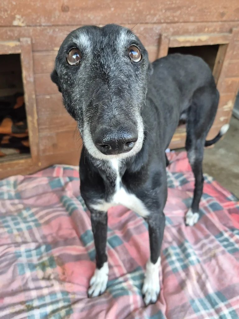Tasha
