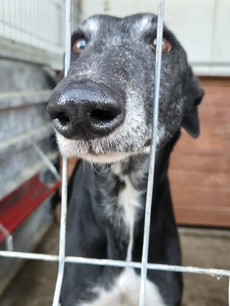 Tasha