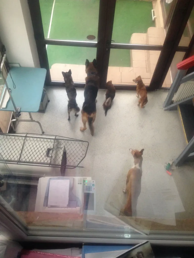 Atmosfera de la Dog Rescue Romania: grijă, muncă și mult suflet