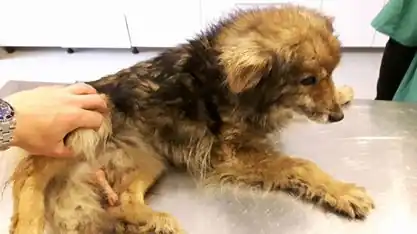 Phoenix: povestea unui bătrânel care a primit, în sfârșit, iubirea pe care o merita