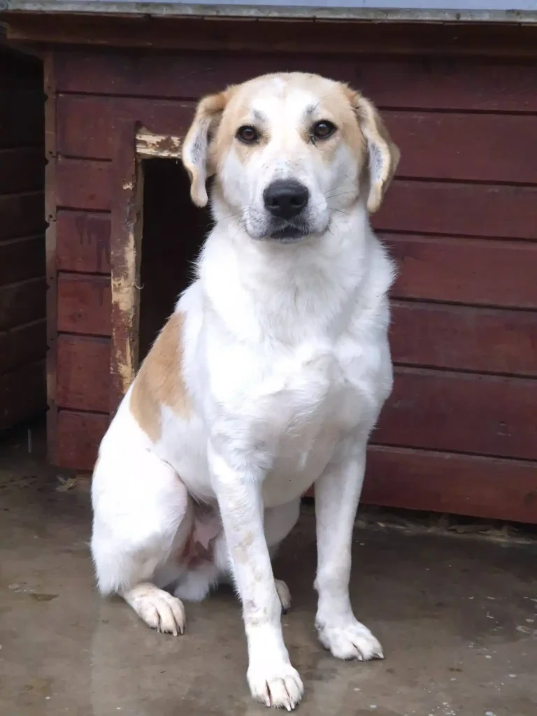 BALU
