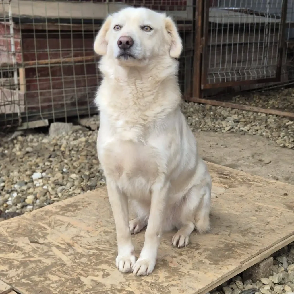 BOLDI