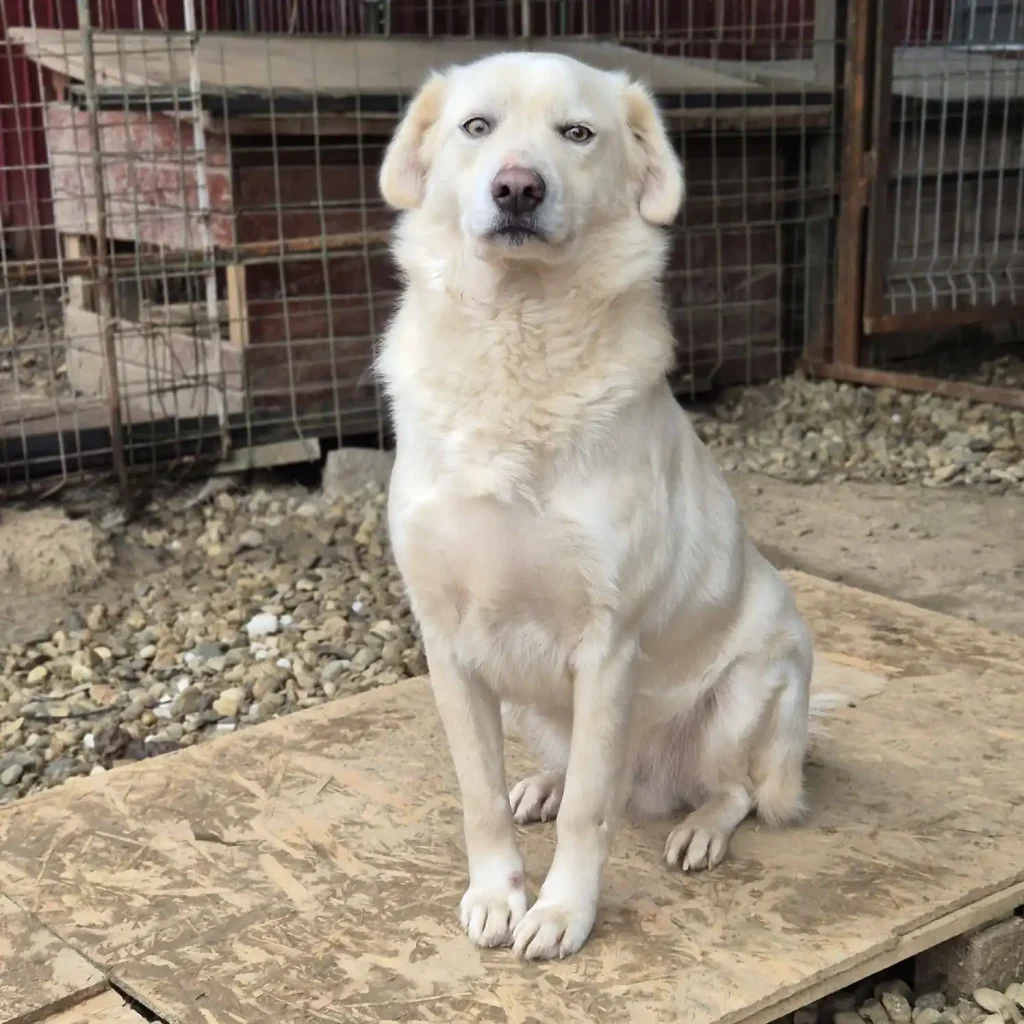 BOLDI