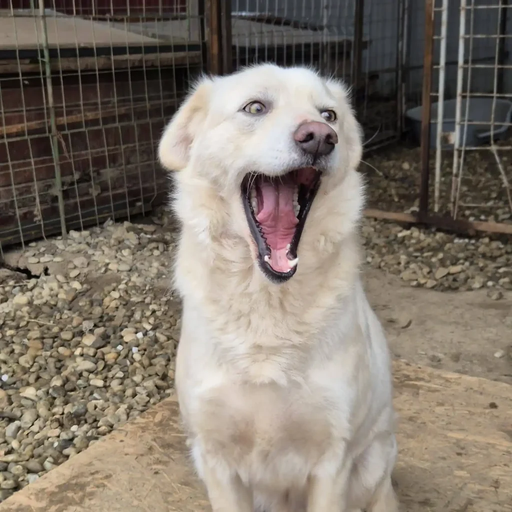 BOLDI
